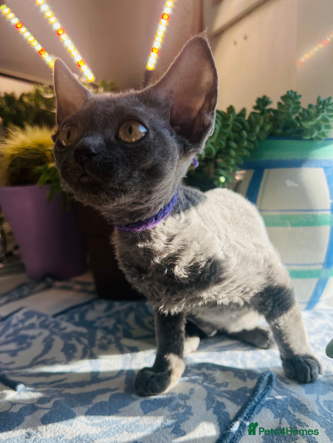 Devon Rex cats for sale: Devon Rex kittens  - Advert 20