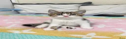 British Shorthair cats for sale: Four Beautiful BSH Tabby Kittens  - Advert 19