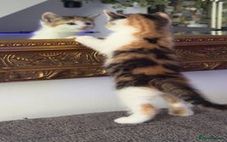 Mixed Breed cats for sale: Beautiful kittens!!!!! READY from 7/08/25 - Image 24