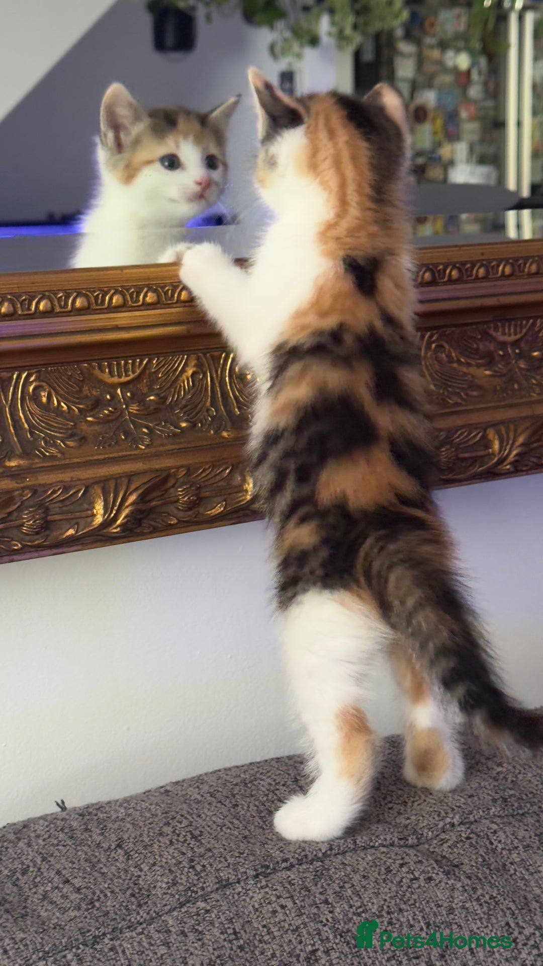Mixed Breed cats for sale: Beautiful kittens!!!!! READY from 7/08/25 - Image 24