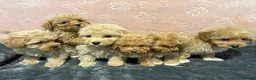 Maltipoo dogs for sale: ❤️Maltipoo F1 Babies💙 - Advert 1
