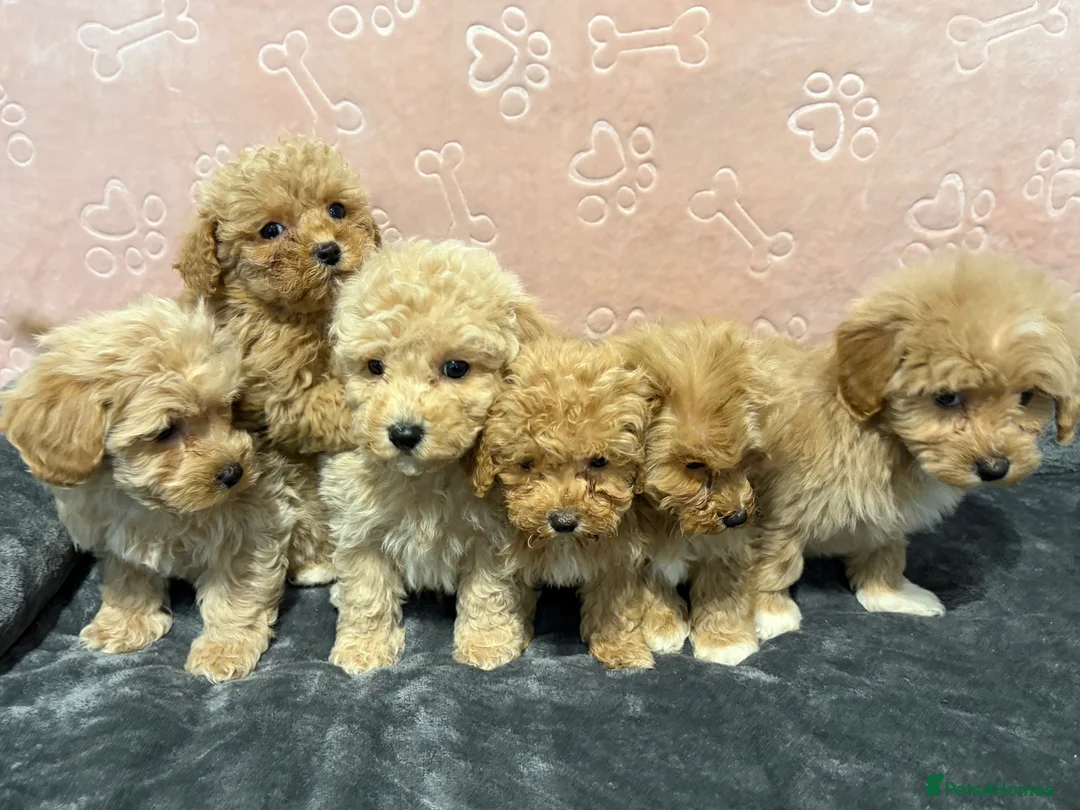 Maltipoo dogs for sale: ❤️Maltipoo F1 Babies💙 - Advert 1