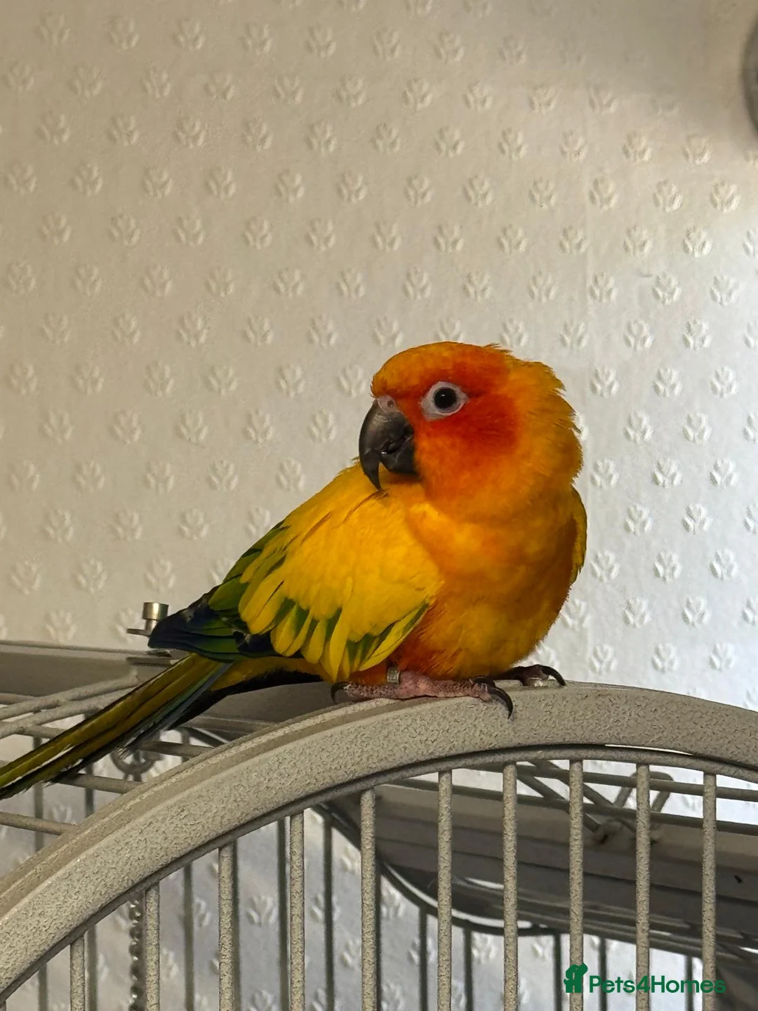 Conures birds for sale: Tamed Sun Conure with Cage - Advert 2