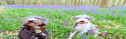 Mixed Breed dogs for sale: Beautiful Beddywhip pups for sale in Sussex in Hove - Advert 17