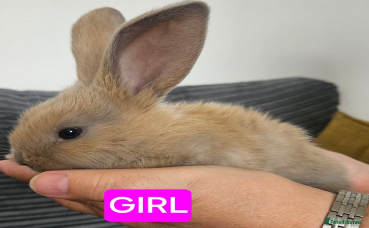 Continental Giant rabbits - Advert 3