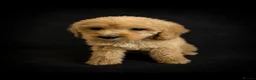 Goldendoodle dogs for sale: Beautiful golden doodles looking for forever homes - Advert 6