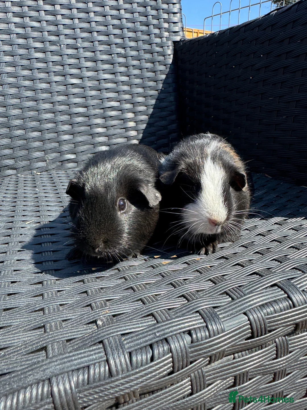 Guinea Pig rodents for sale: Female Guinea pigs  - Advert 4