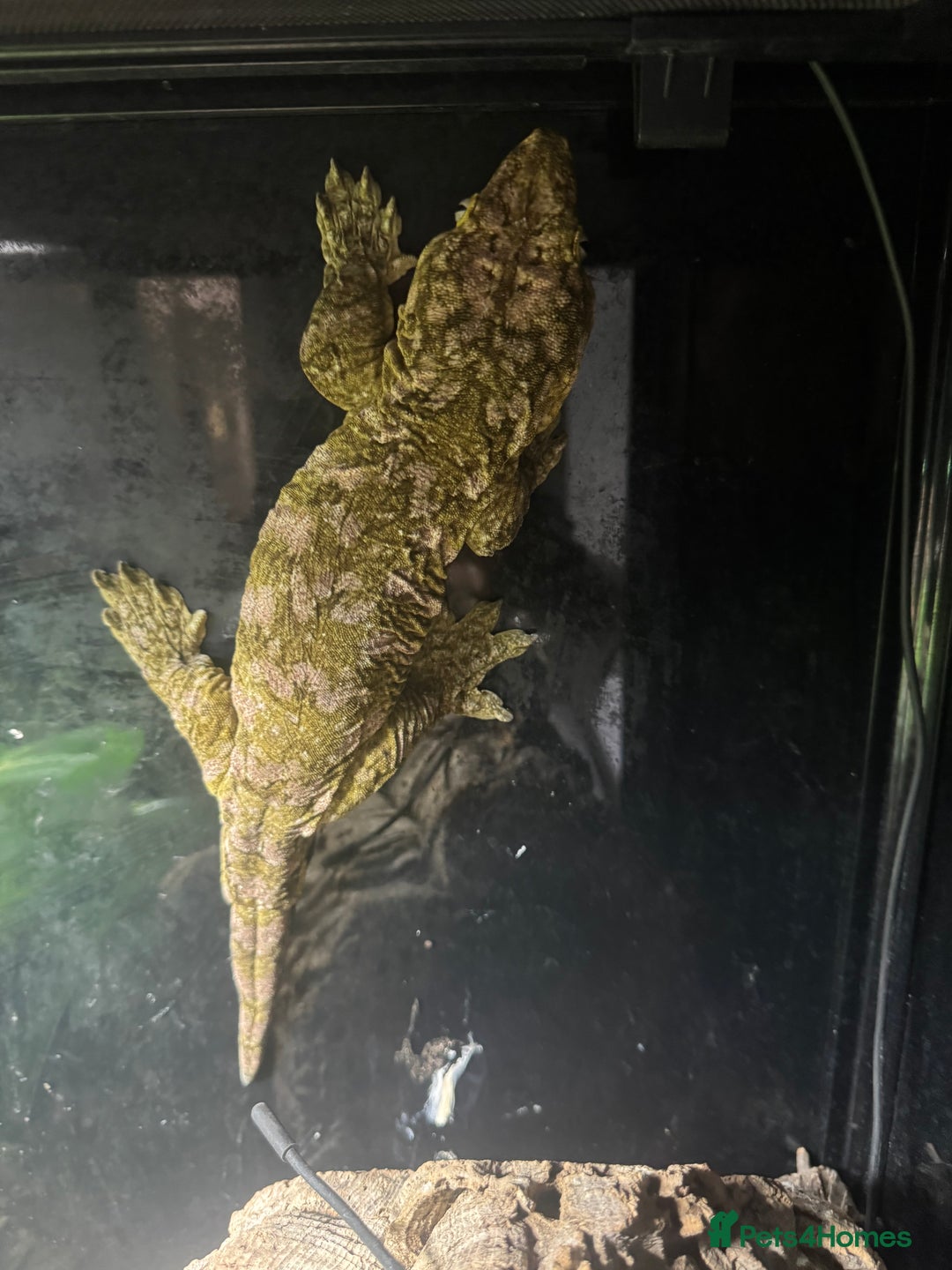 Gecko reptiles for sale: Breeding pair of Leachianus gecko’s with set up - Image 4