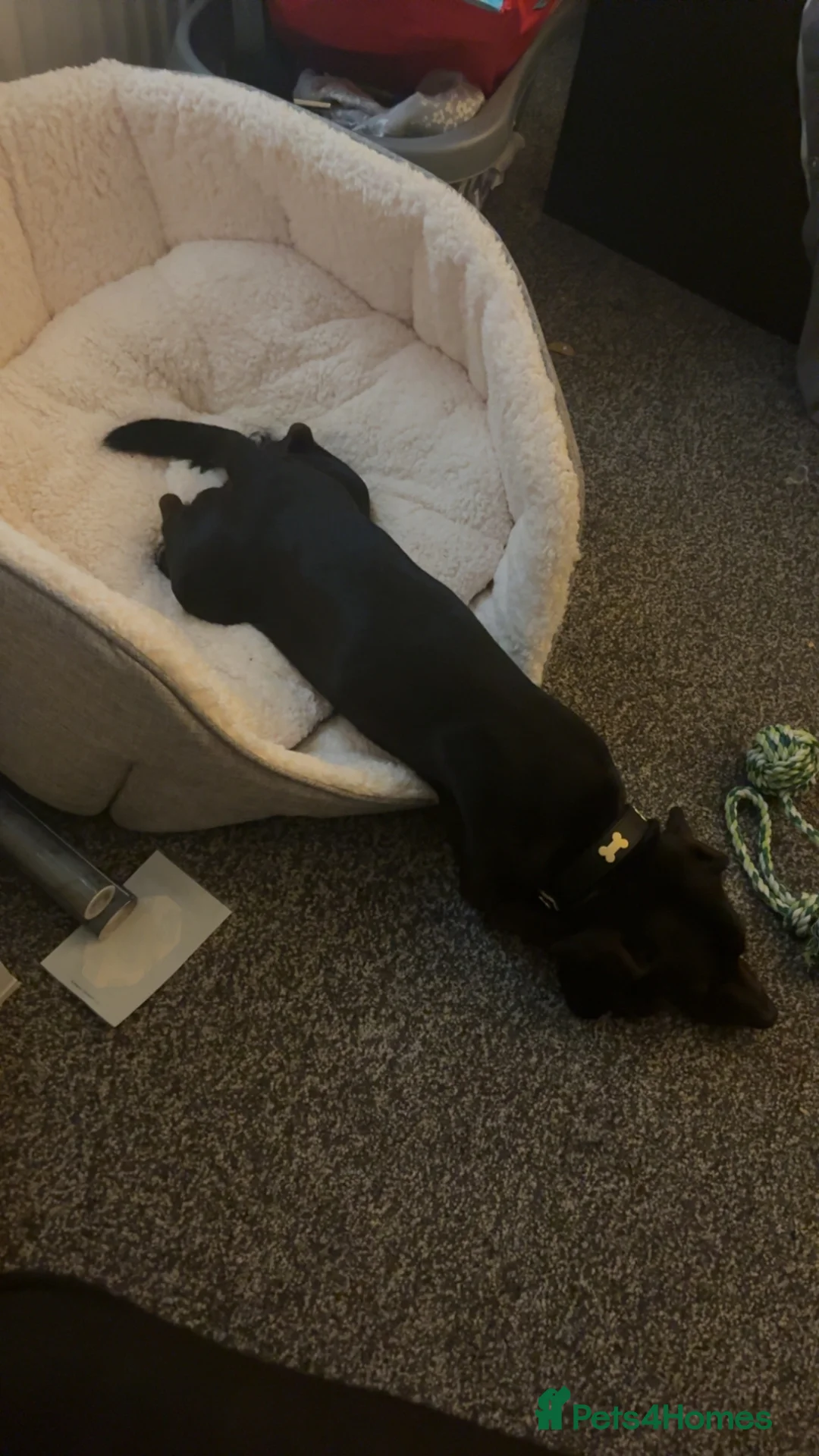 Mixed Breed dogs for sale: Buddy the 3 year old mix breed in Ashton-under-Lyne - Advert 6