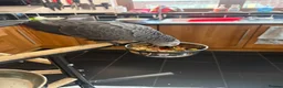 Parrots birds for sale: Hand reared African grey (female)  - Advert 6