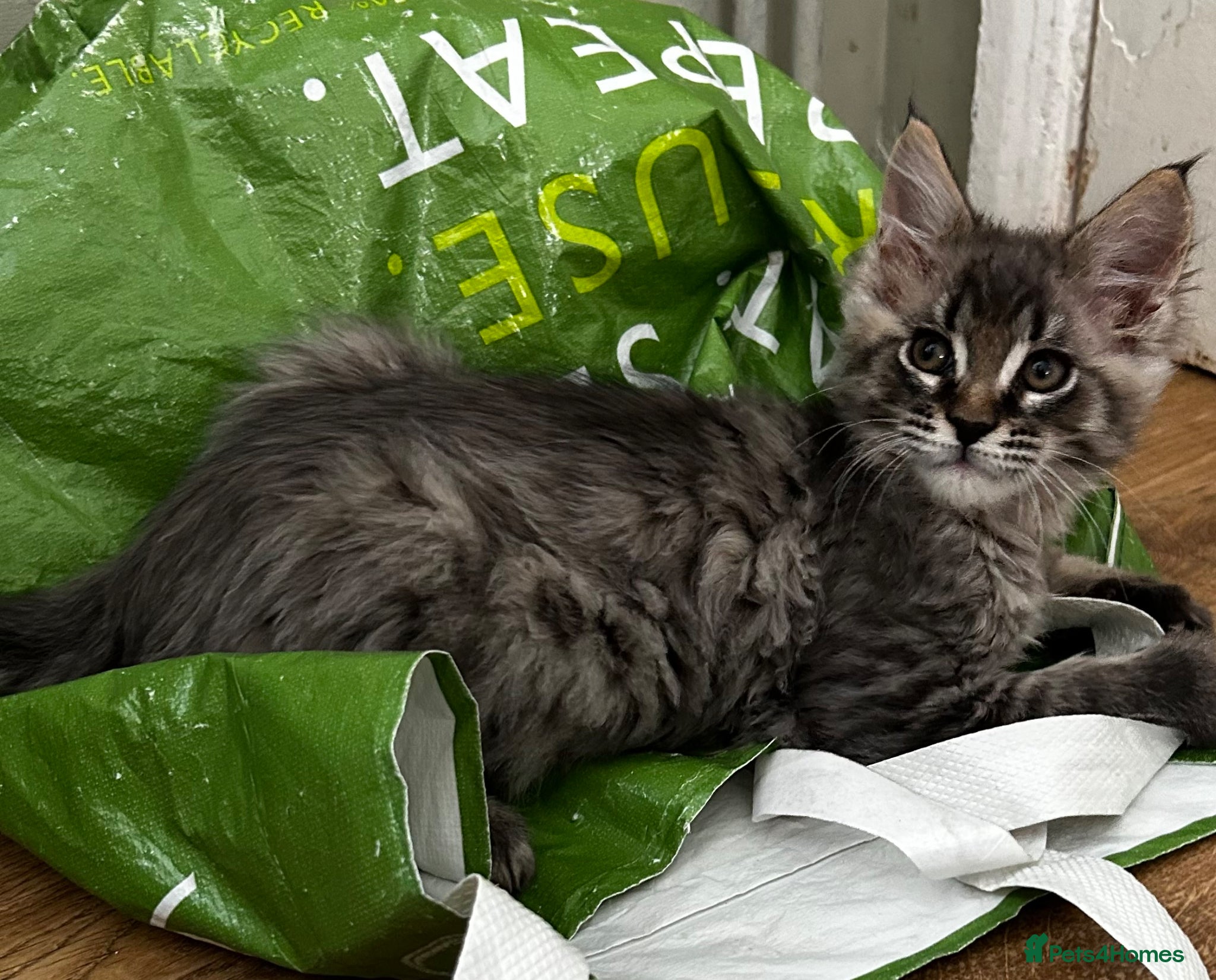 Maine Coon cats Beautiful Mainecoon kittens  - Advert 9