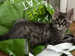 Maine Coon cats Beautiful Mainecoon kittens - Advert 9