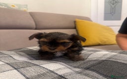 Yorkshire Terrier dogs for sale: YORKSHIRE TERRIER 2 BOYS  - Image 11