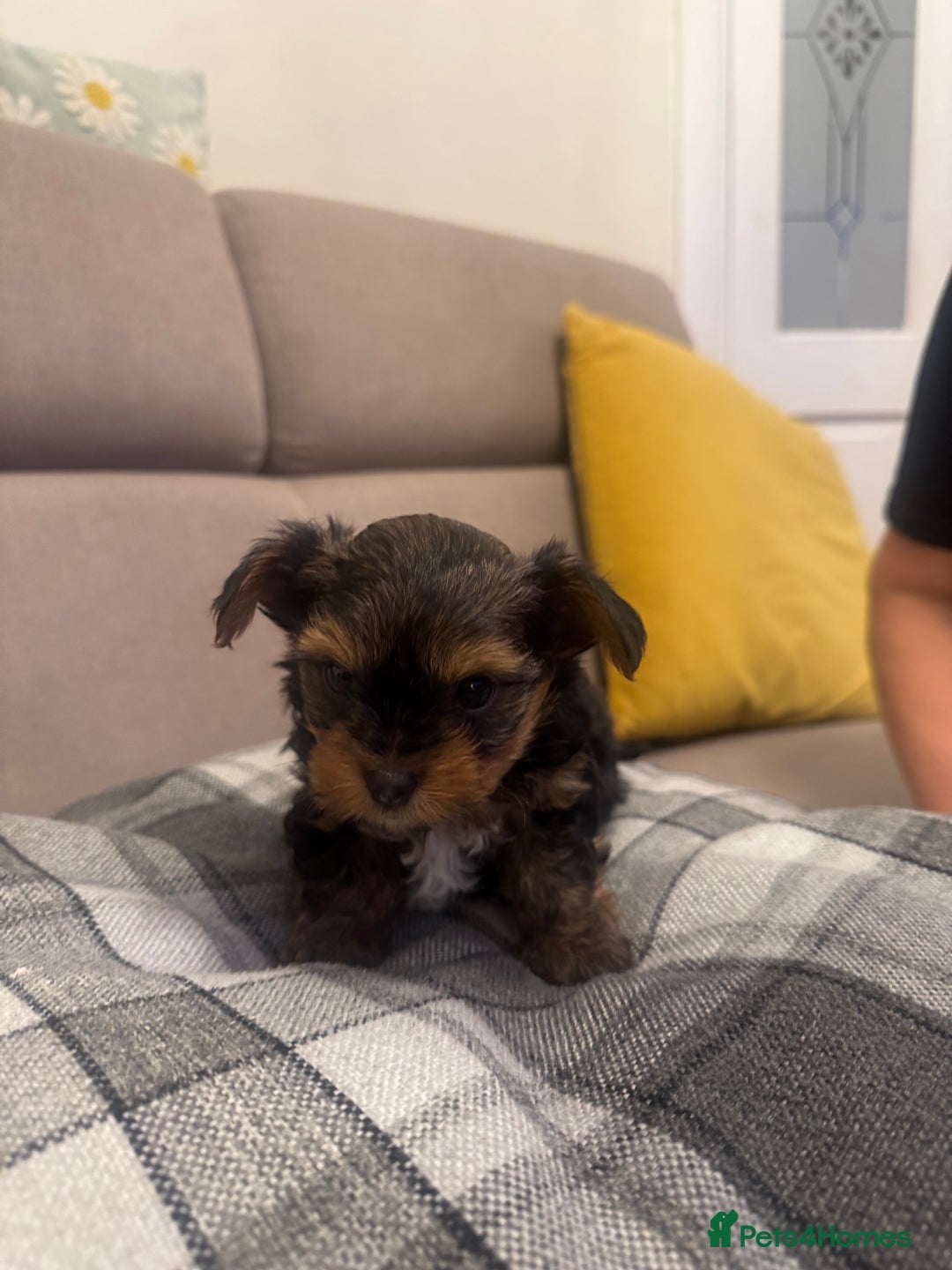 Yorkshire Terrier dogs for sale: YORKSHIRE TERRIER 2 BOYS  - Image 11