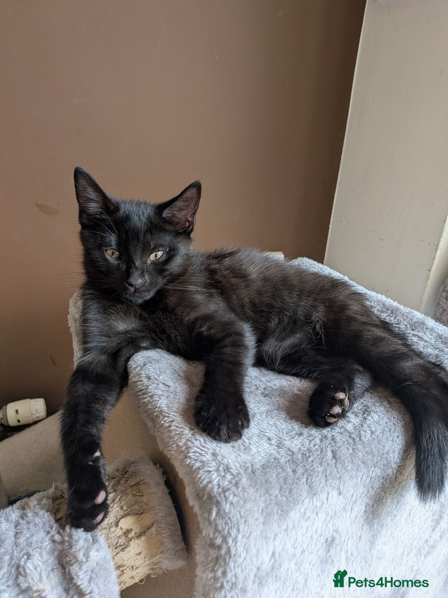 Mixed Breed cats Playful Boy Kitten - Advert 1