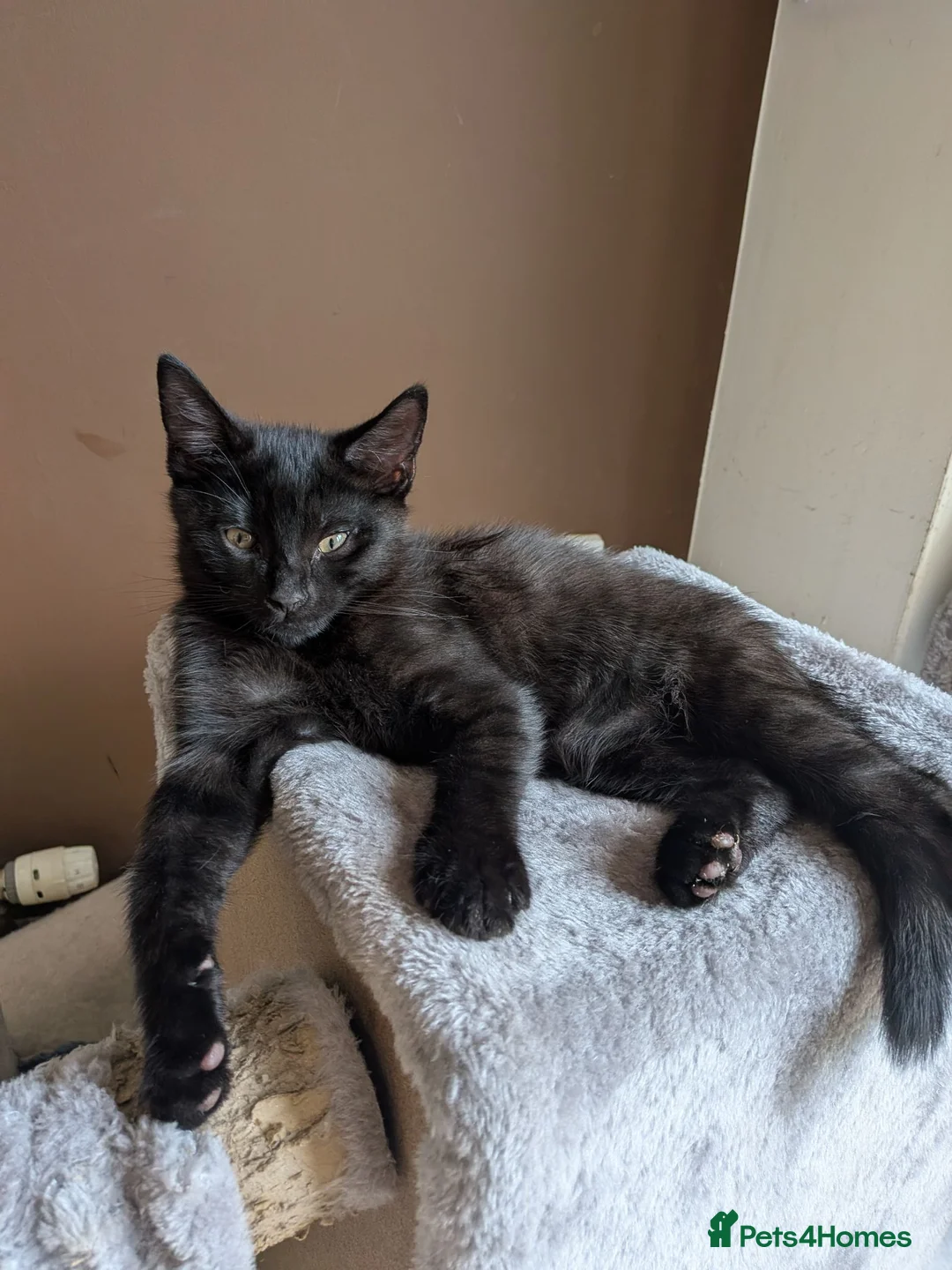 Mixed Breed cats for sale: Playful Boy Kitten in Norwich - Advert 1
