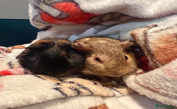 Guinea Pig rodents - Advert 2