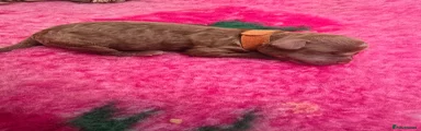 Orange Collar 