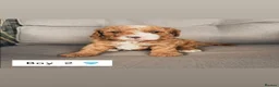 Cavapoo dogs for sale: Cavapoos 5 star licensed breeder - Advert 2
