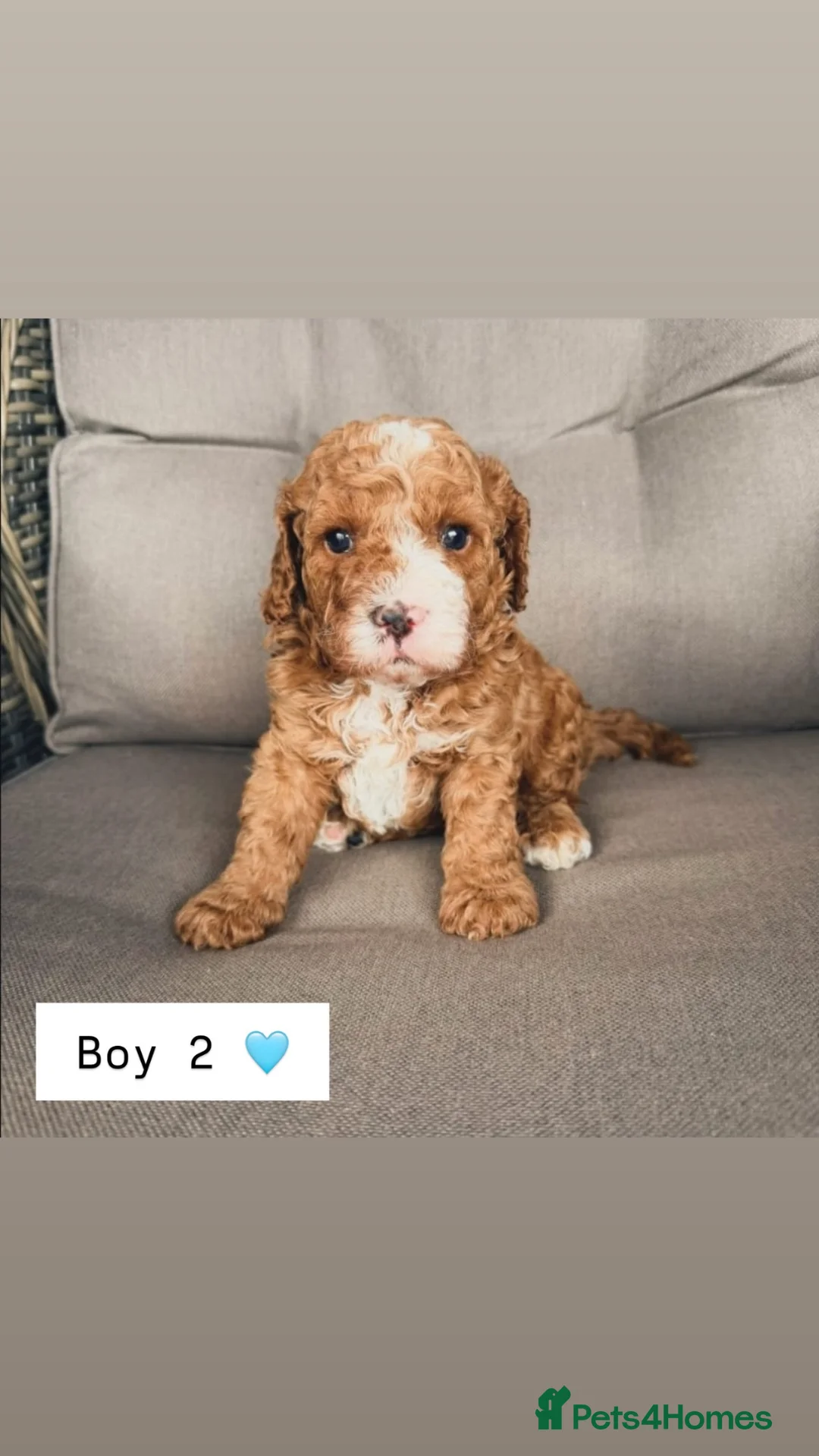 Cavapoo dogs for sale: Cavapoos 5 star licensed breeder - Advert 2