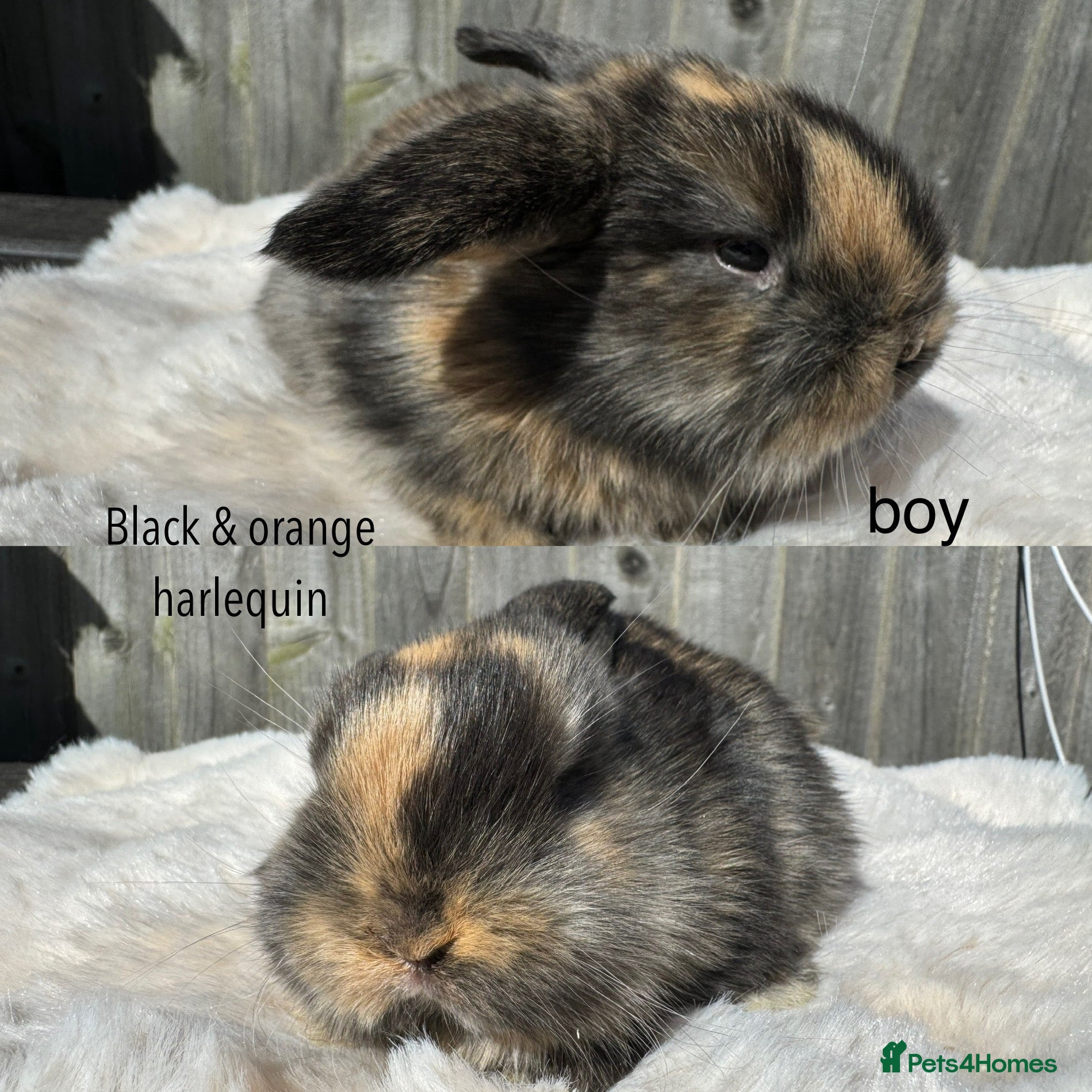Mini Lop rabbits Pure mini Lops  - Advert 6