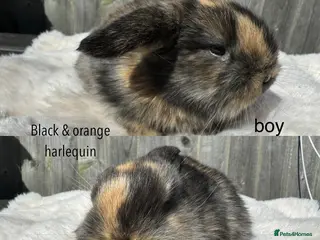 Mini Lop rabbits Pure mini Lops - Advert 6
