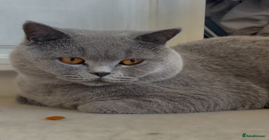 British Shorthair cats - Advert 7