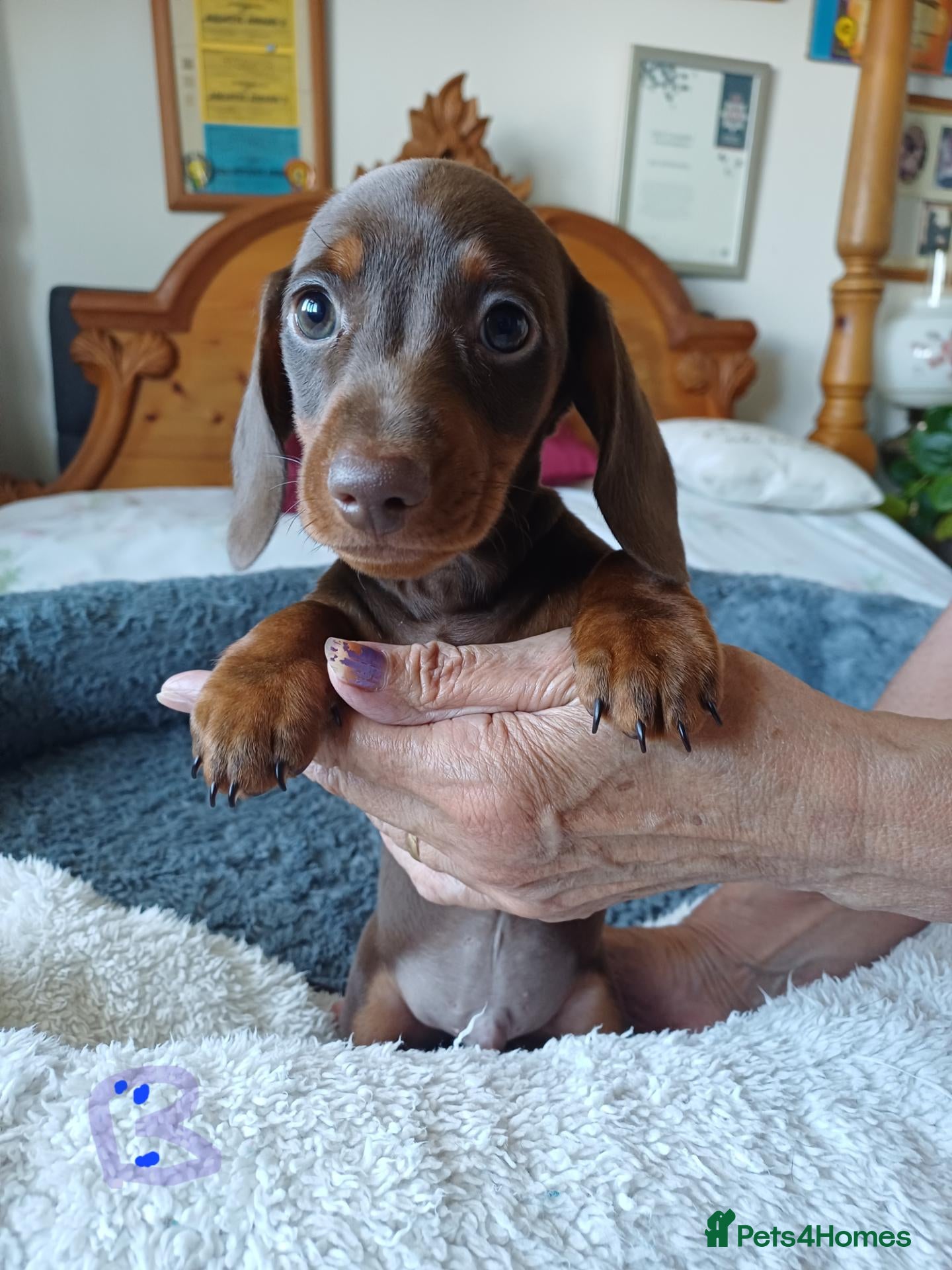 Dachshund dogs 🐶🐶 Beautiful Minature Dachshund Babies ! 🐶🐶 - Advert 14