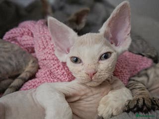Devon Rex cats ✨ Beautiful Devon Rex White Girl–GCCF Registered ✨ - Advert 3