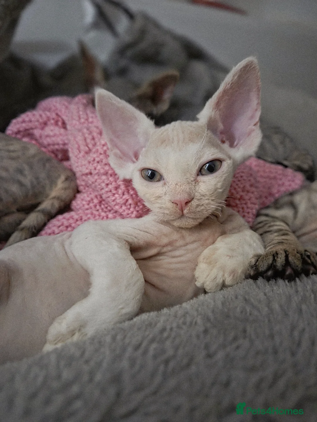 Devon Rex cats for sale: ✨ Beautiful Devon Rex White Girl–GCCF Registered ✨ - Advert 1