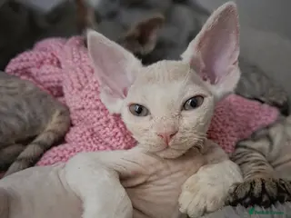 Devon Rex cats ✨ Beautiful Devon Rex White Girl–GCCF Registered ✨ - Advert 5