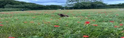 Miniature Dachshund dogs for sale: KC MINI DACHSHUND CHOC & TAN BOY & GIRL - Advert 3