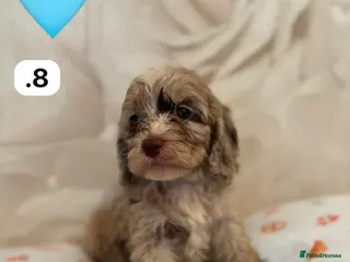 Cockapoo dogs Beautiful f1 cockapoos rare colours - Advert 1