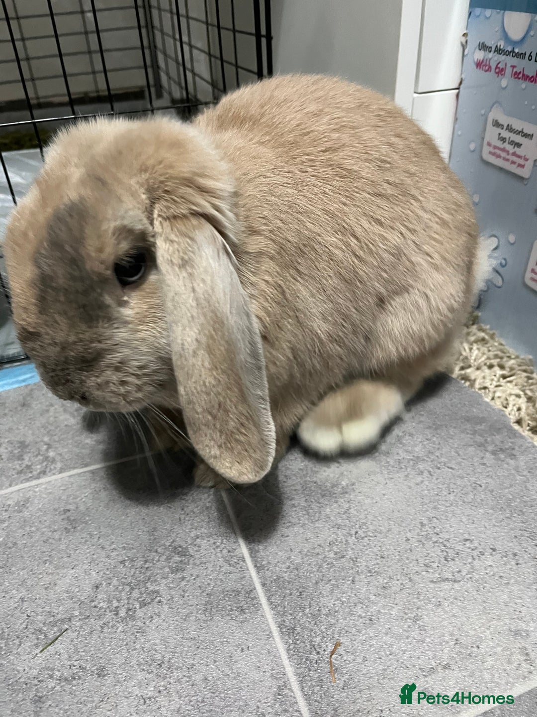 Mini Lop rabbits for sale: Needs rehoming!! - Advert 4