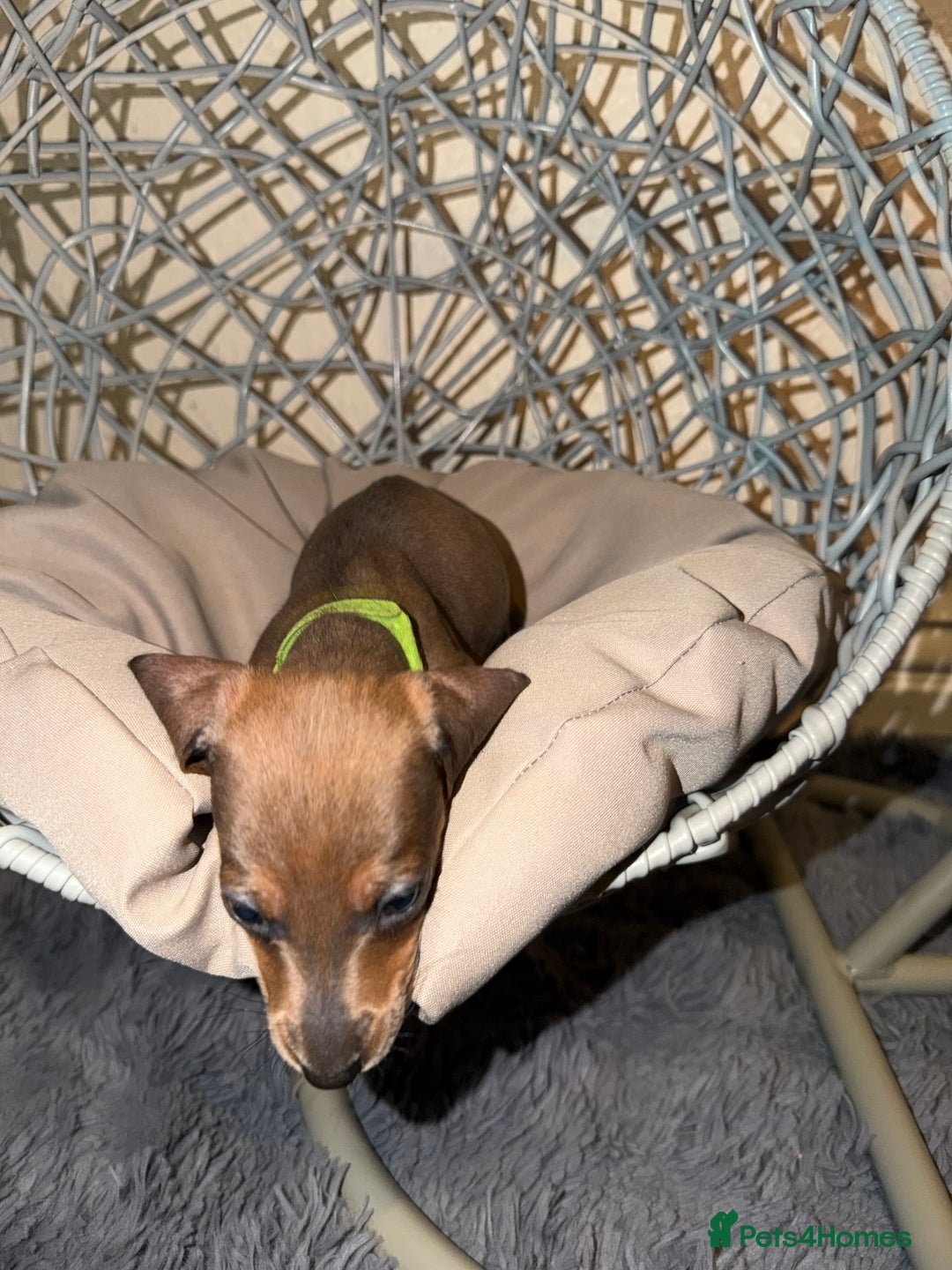 Dachshund dogs for sale: Dachshund Puppies Available 🐾 - Advert 14