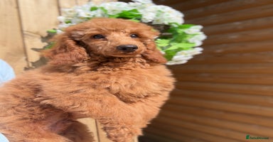 Miniature Poodle dogs in Stafford - Advert 13