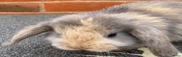 Mini Lop rabbits for sale: STUNNING PURE BREED MINI LOPS AMAZING COLOURS - Advert 2