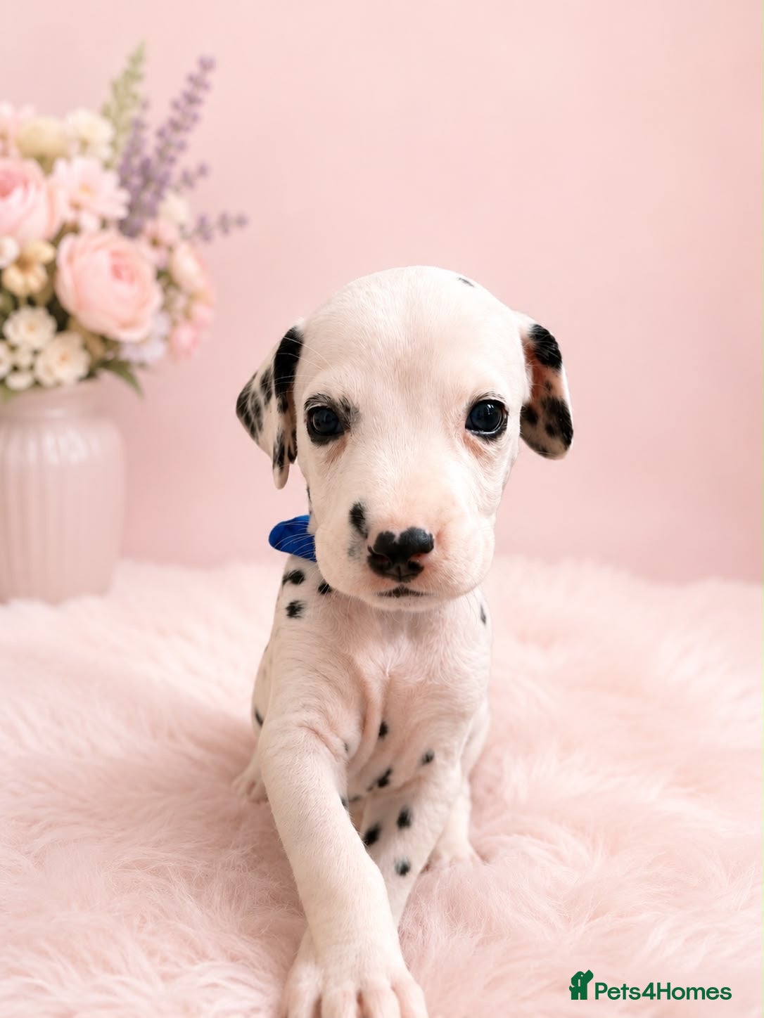 Dalmatian dogs Beautiful Dalmatian puppies - Advert 11