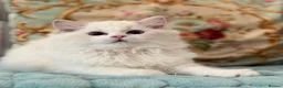 Ragdoll cats for sale: 2 Active girls  - Advert 15