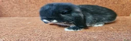 Mini Lop rabbits for sale: Pure Mini lop buck . Vaccinated  - Advert 3