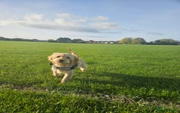 Cockapoo dogs for sale: Cockerpoo  - Image 19