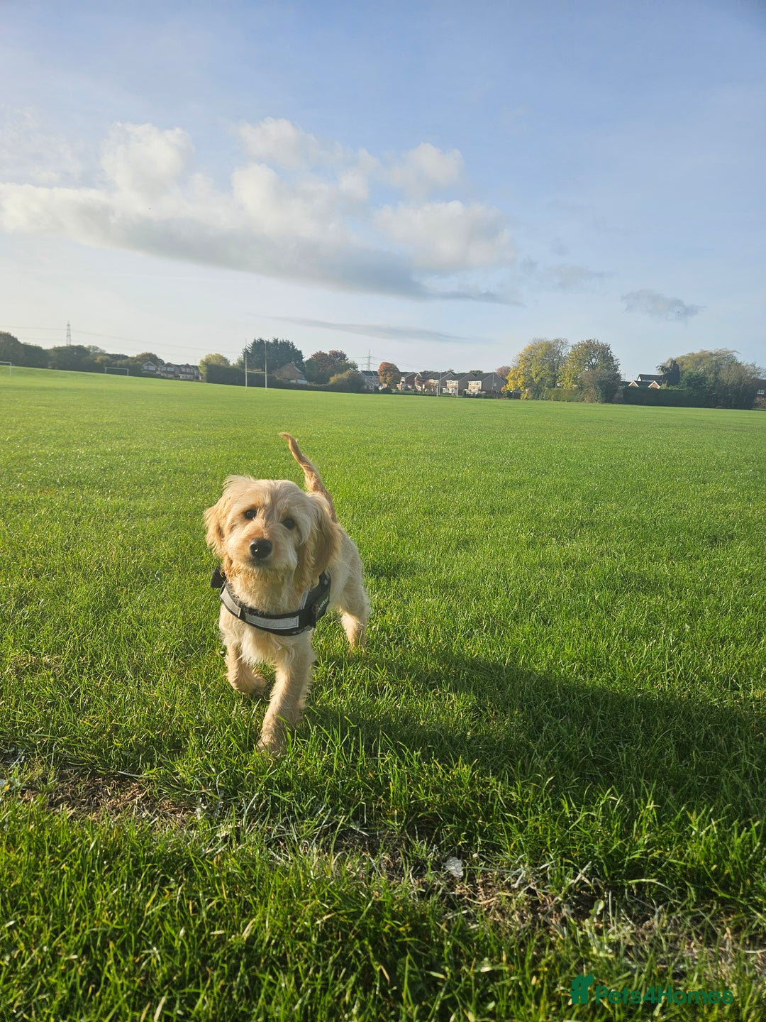 Cockapoo dogs for sale: Cockerpoo  - Image 19