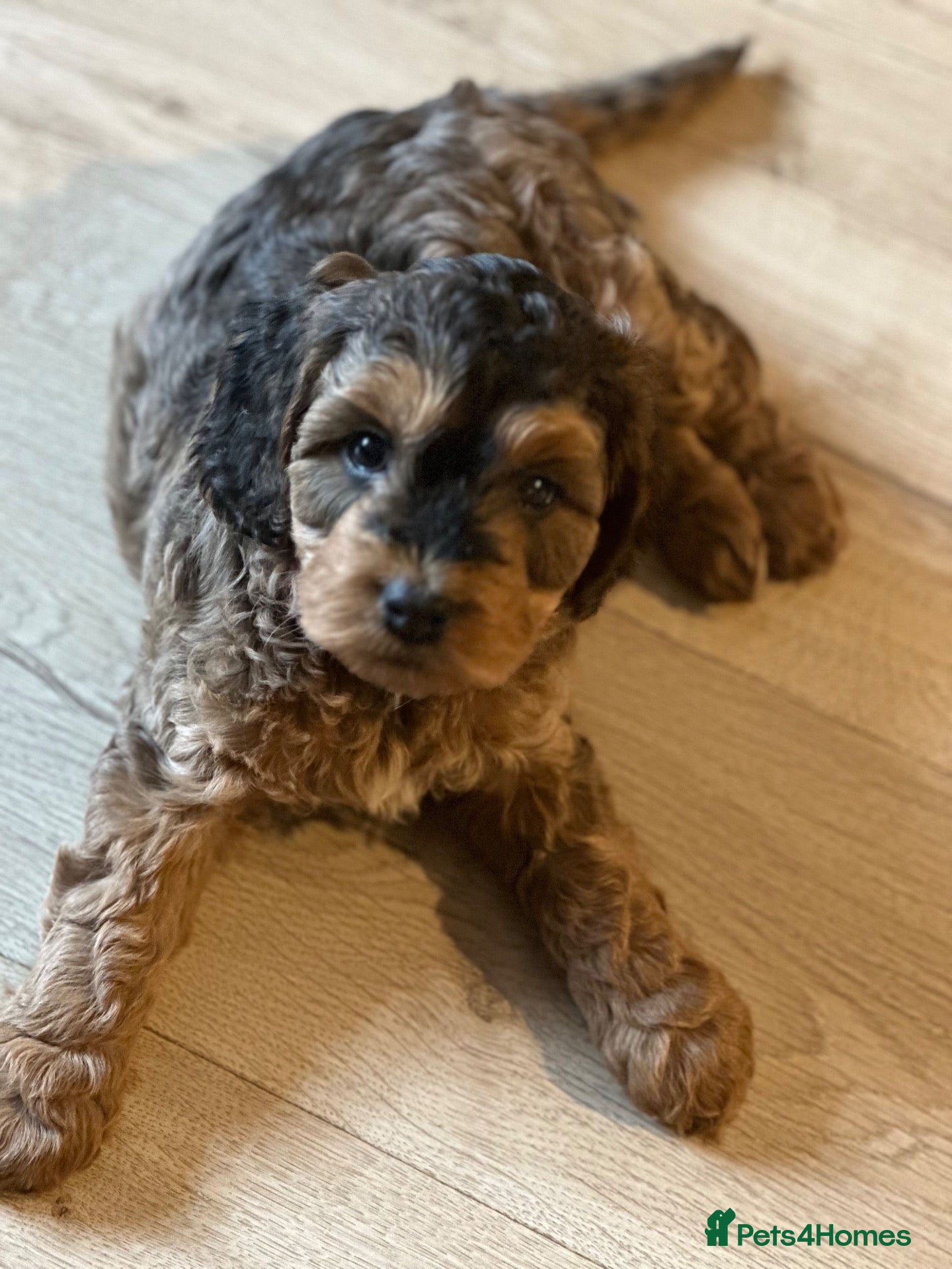 Cockapoo dogs Beautiful sable cockapoo, dna tested clear  - Advert 1