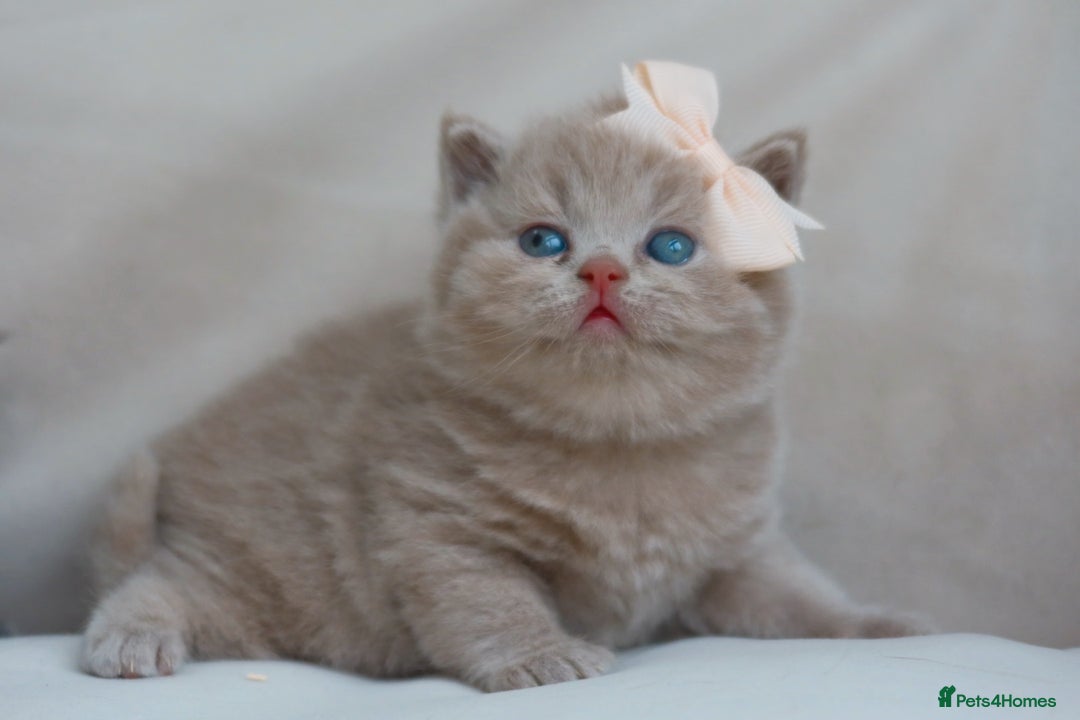 British Shorthair cats for sale: British Shorthair Kittens - Registered & Licensed - Image 10