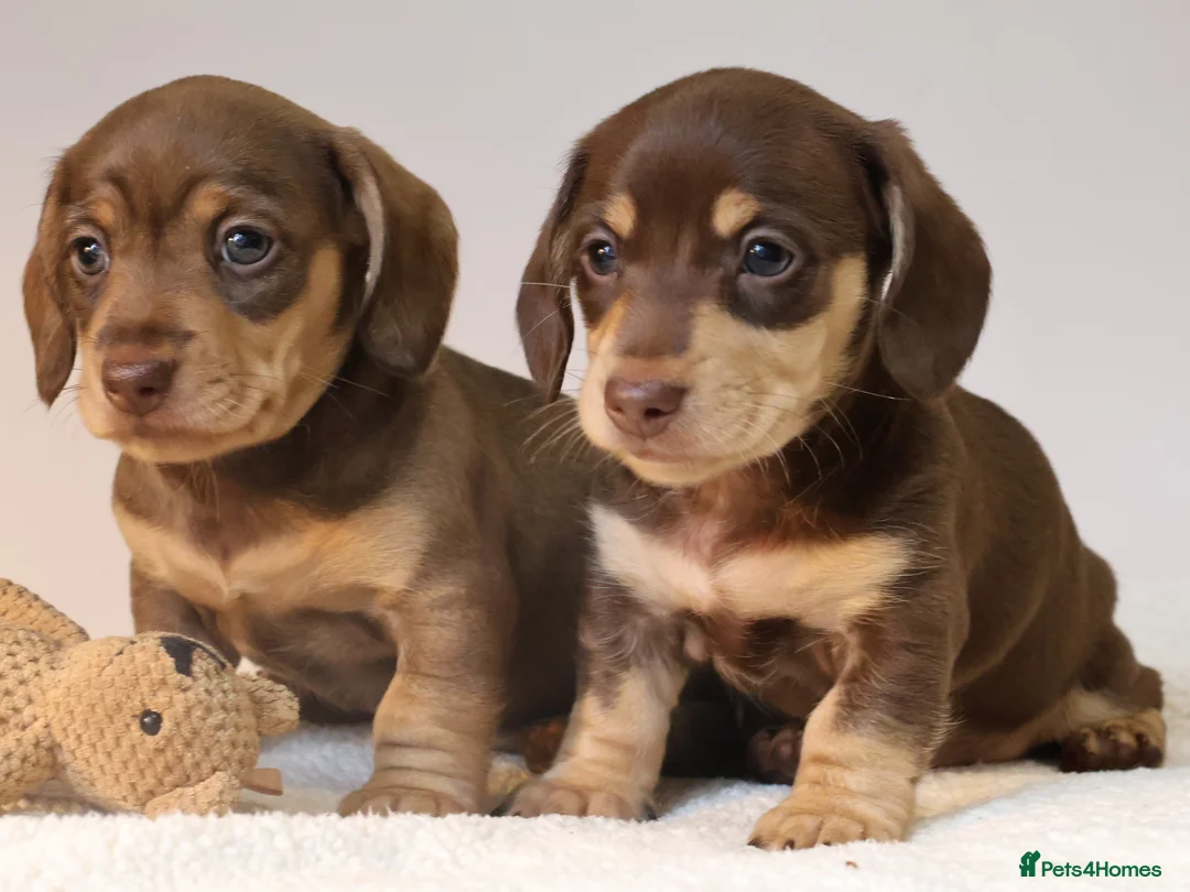 Miniature Dachshund dogs for sale: 5*Licensed+KC+PRAclear+VETchecked+Chocolate&Cream - Advert 20