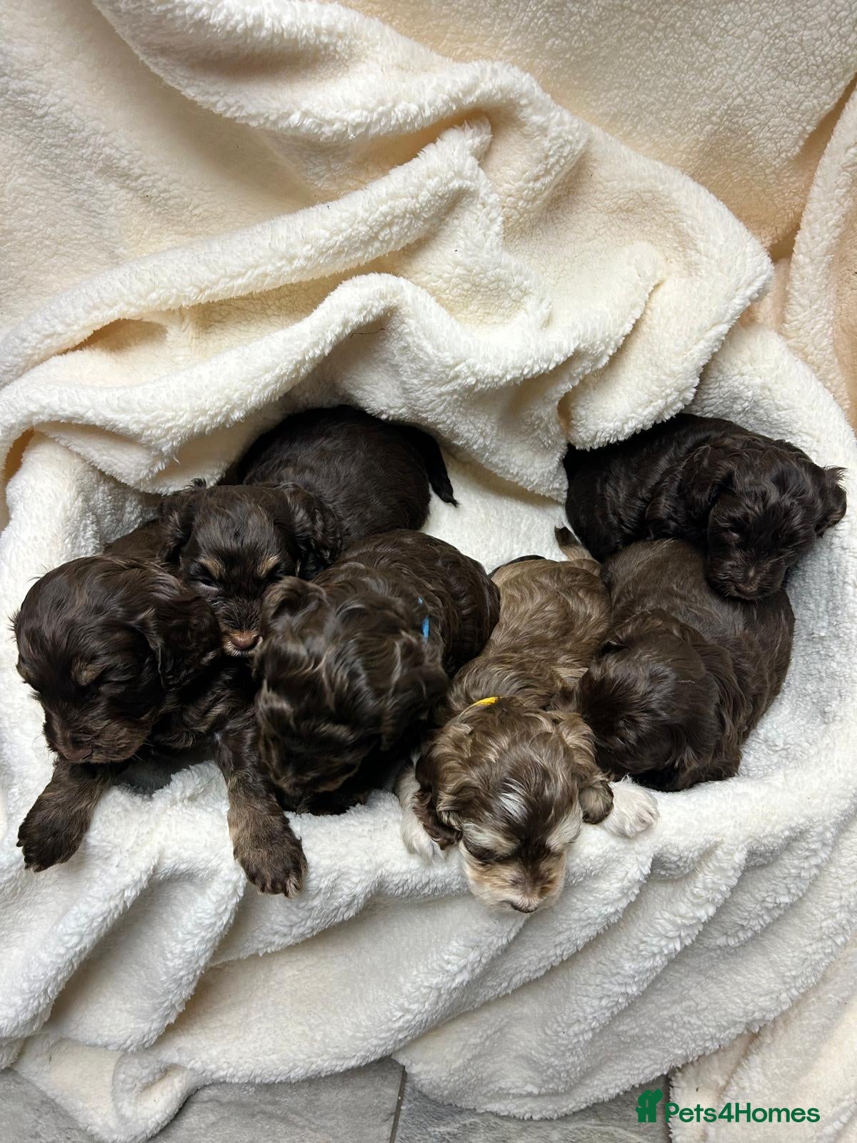 Cockapoo dogs Cockapoo puppies  - Advert 2