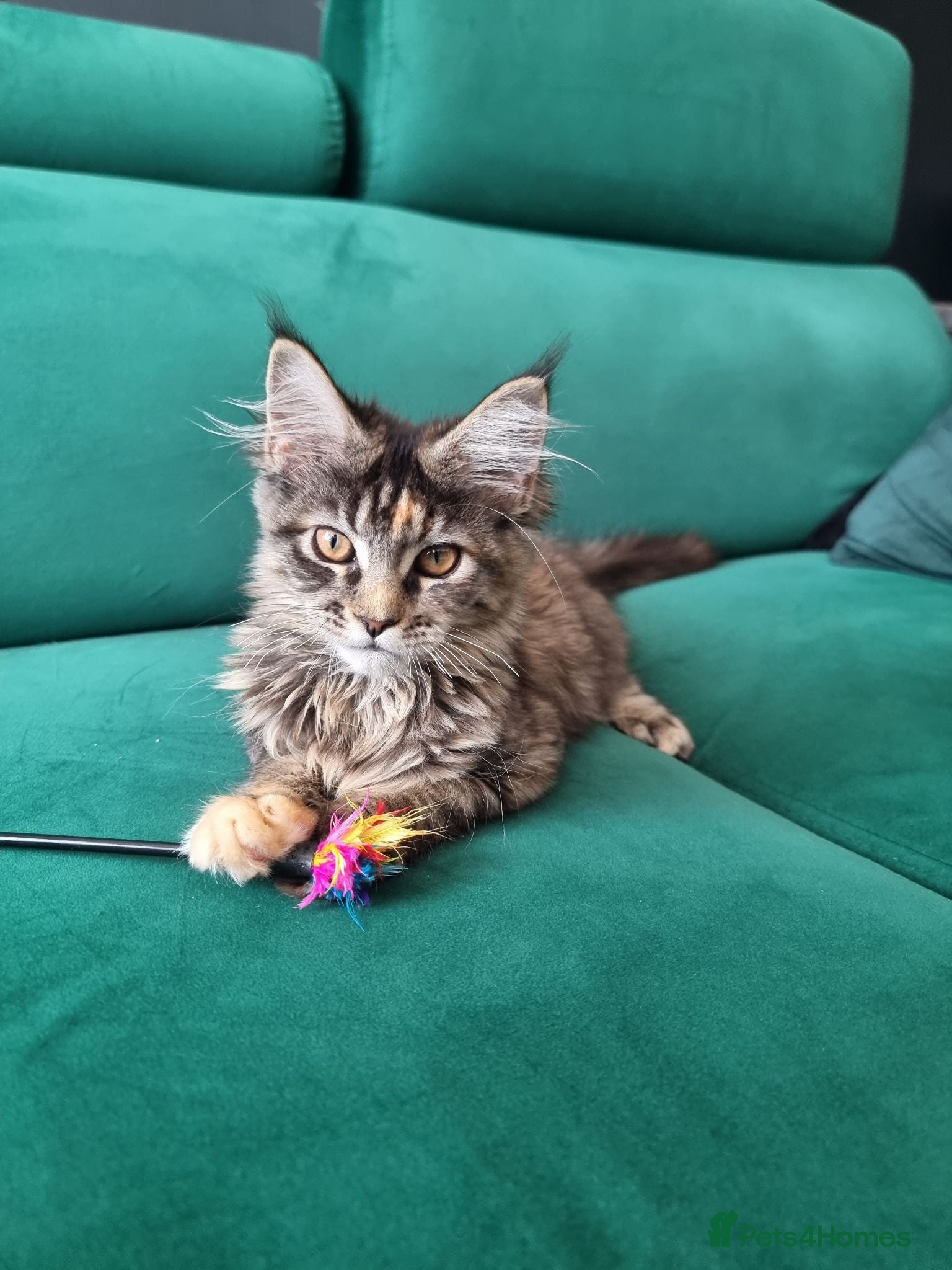 Maine Coon cats TICA REG. MAINE COON KITTENS  - Advert 2