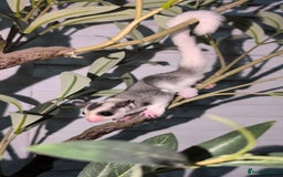 Sugar Glider rodents for sale: Mosaic sugar glider male available November - Image 15