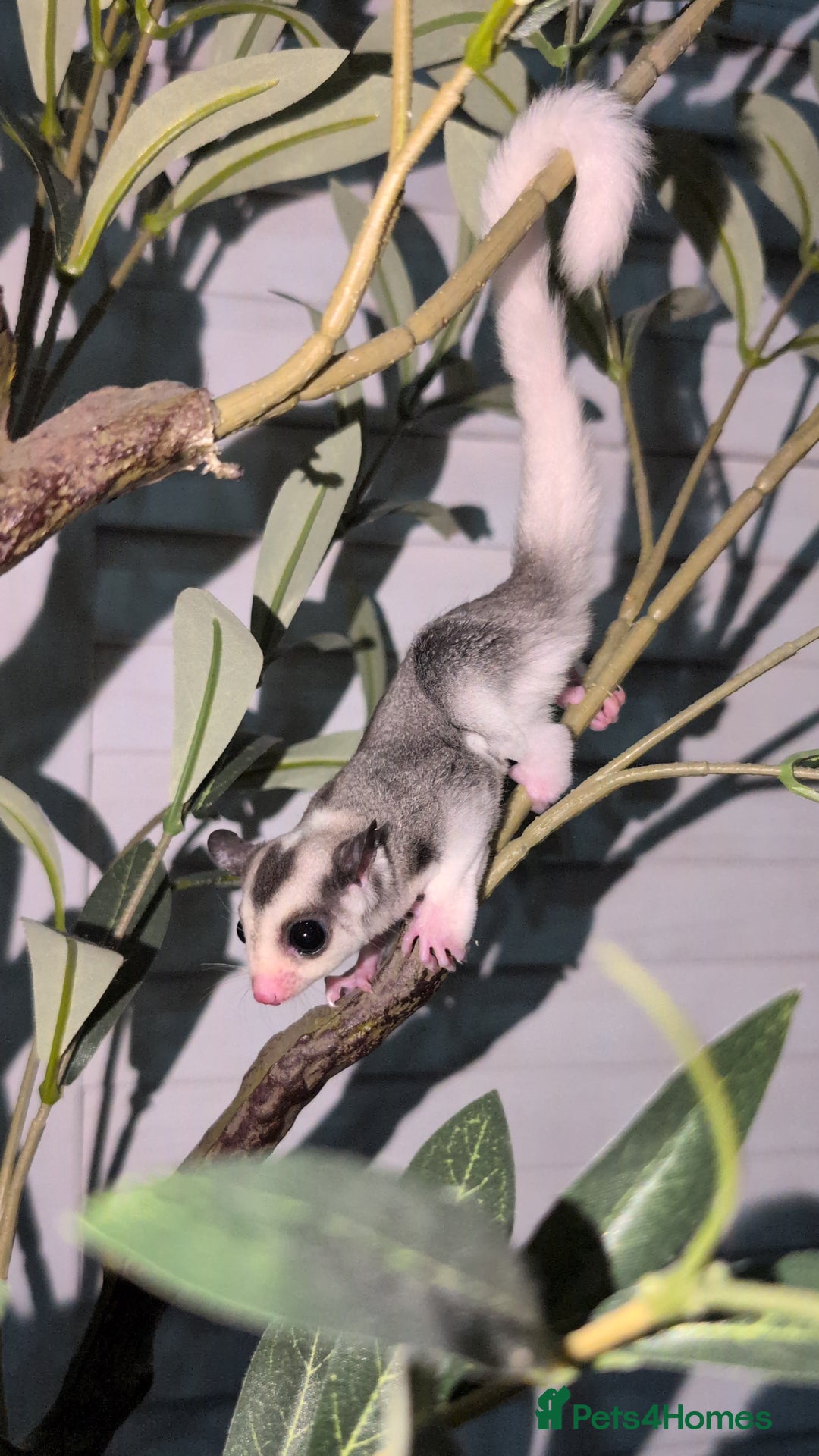 Sugar Glider rodents for sale: Mosaic sugar glider male available November - Image 15