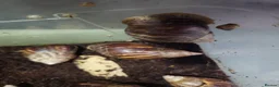 Snails invertebrates for sale: Giant African land snail  - Advert 4
